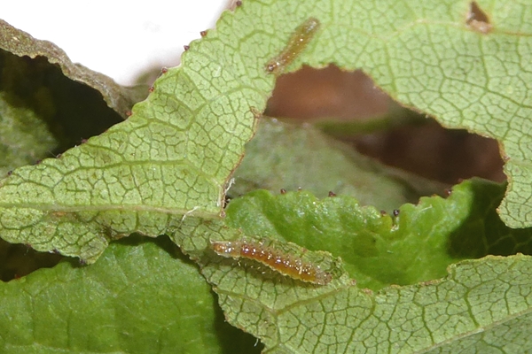 Herminia flavicrinalis, Erebidae